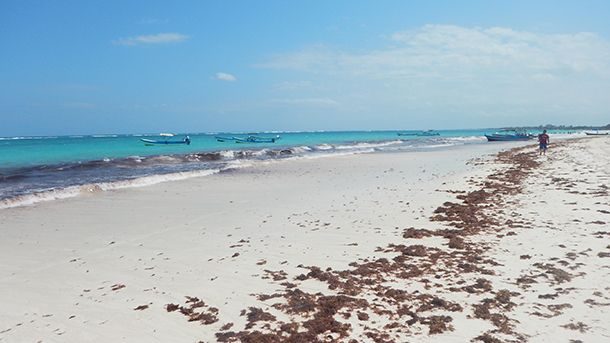 Algas Sargasso v Tulum Mexiko