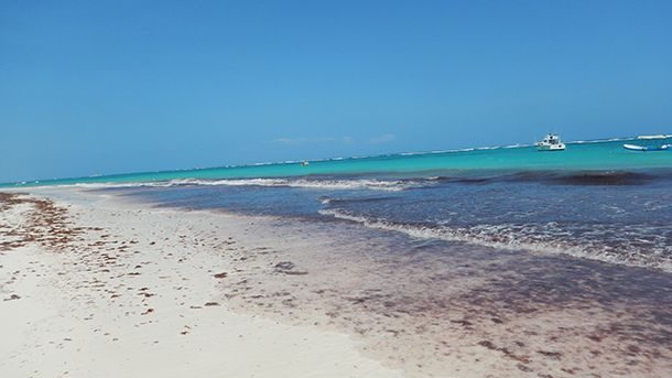 Algas Tulum México