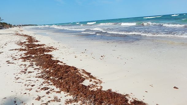 Sandweed i Tulum Mexico